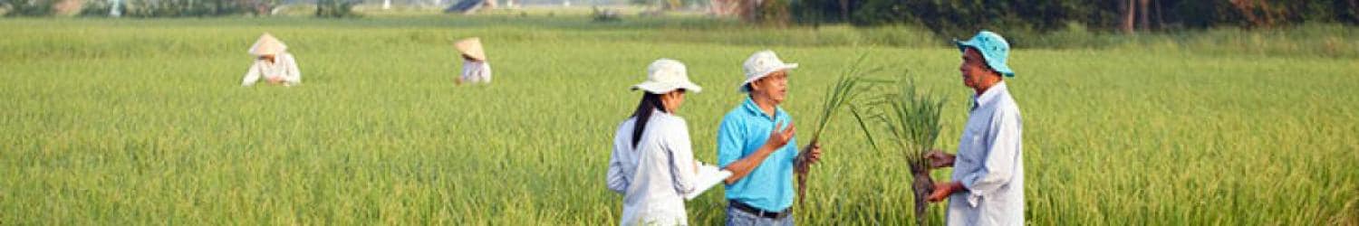 A group of people standing in a field of rice.