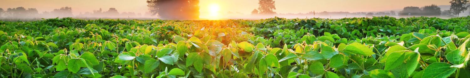 The sun rises over a field full of green plants.