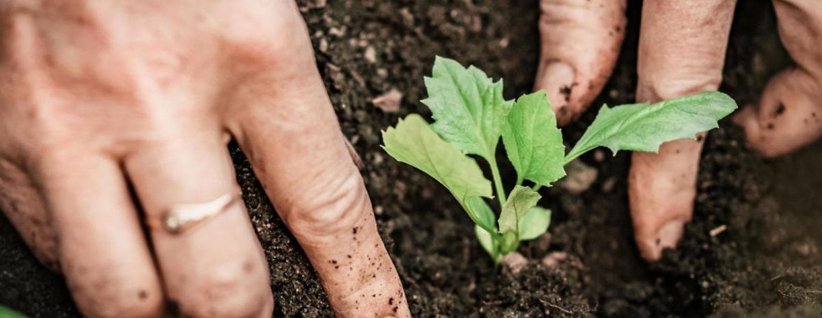 A person's hands are holding a plant in the dirt.