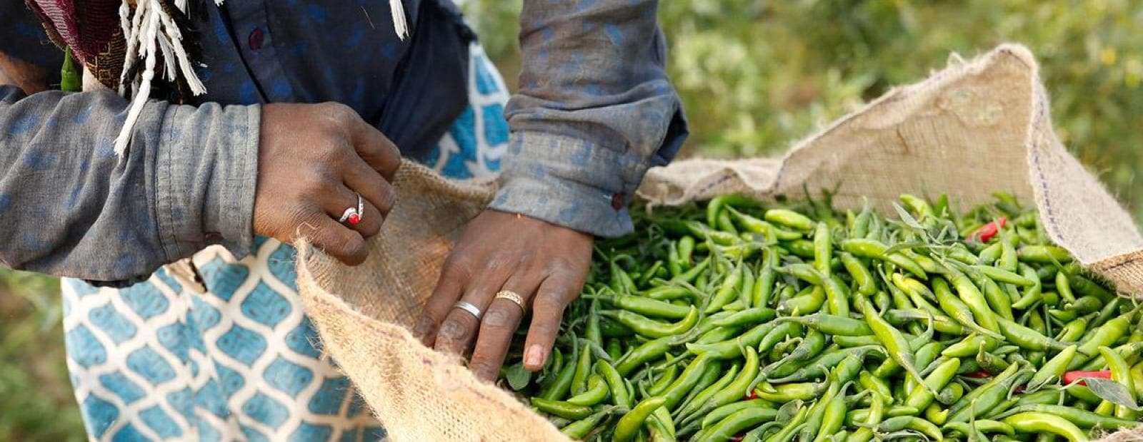 A man is holding a sack of green chilies.