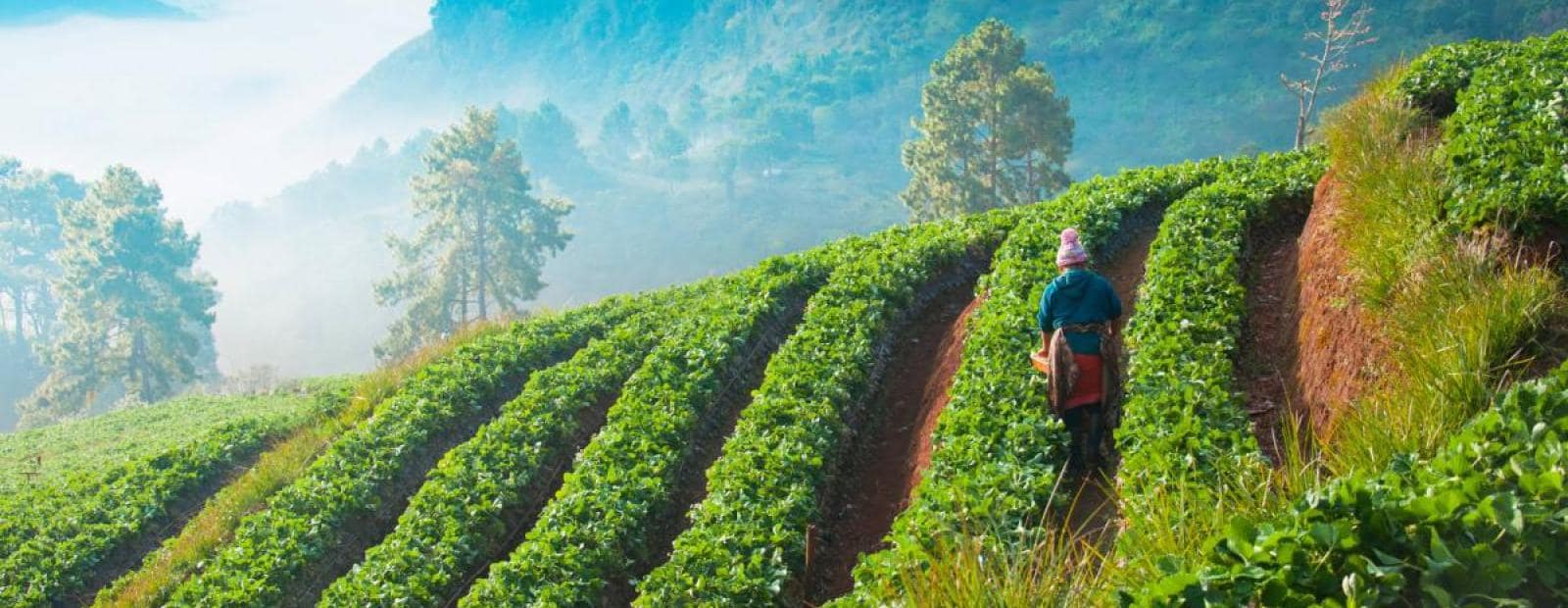 A woman walks through a tea plantation.