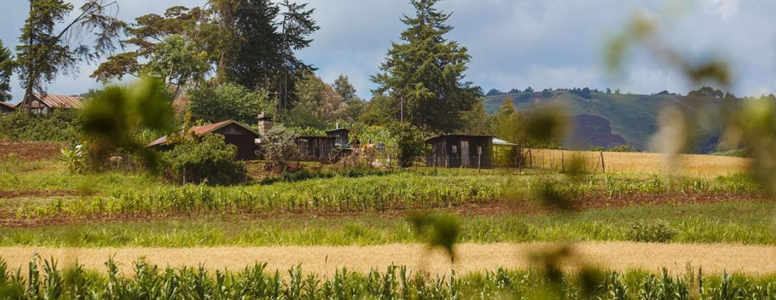 A small house in the middle of a field.