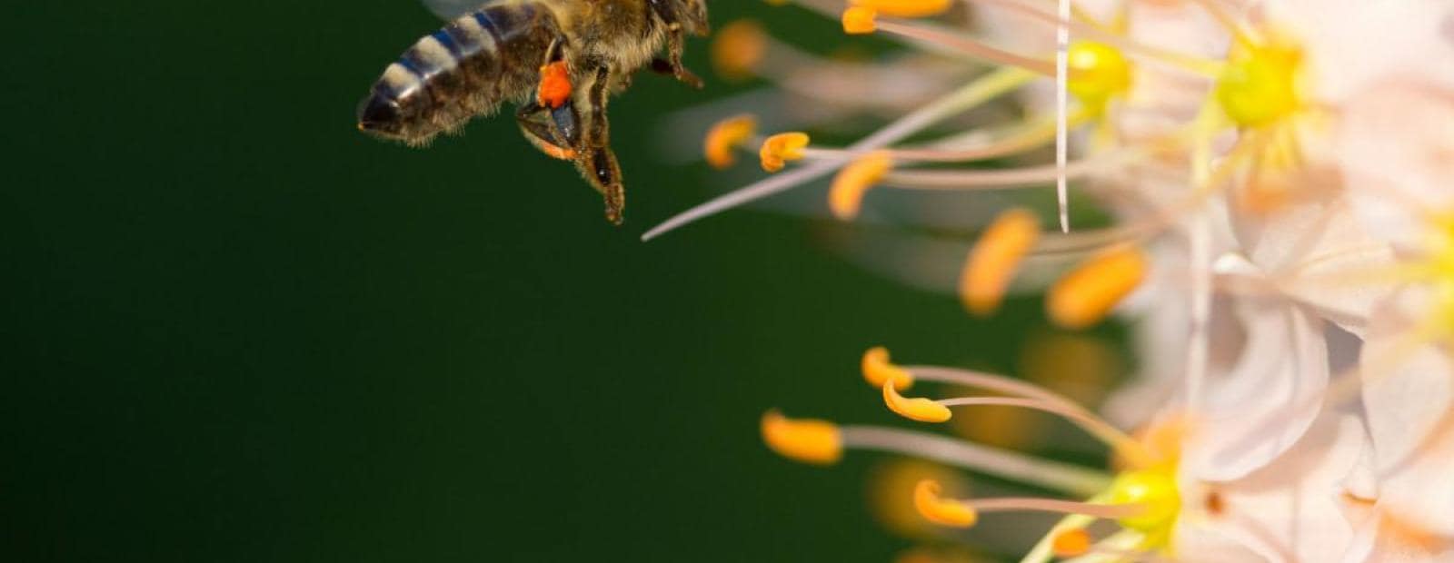 A bee is flying over a flower.