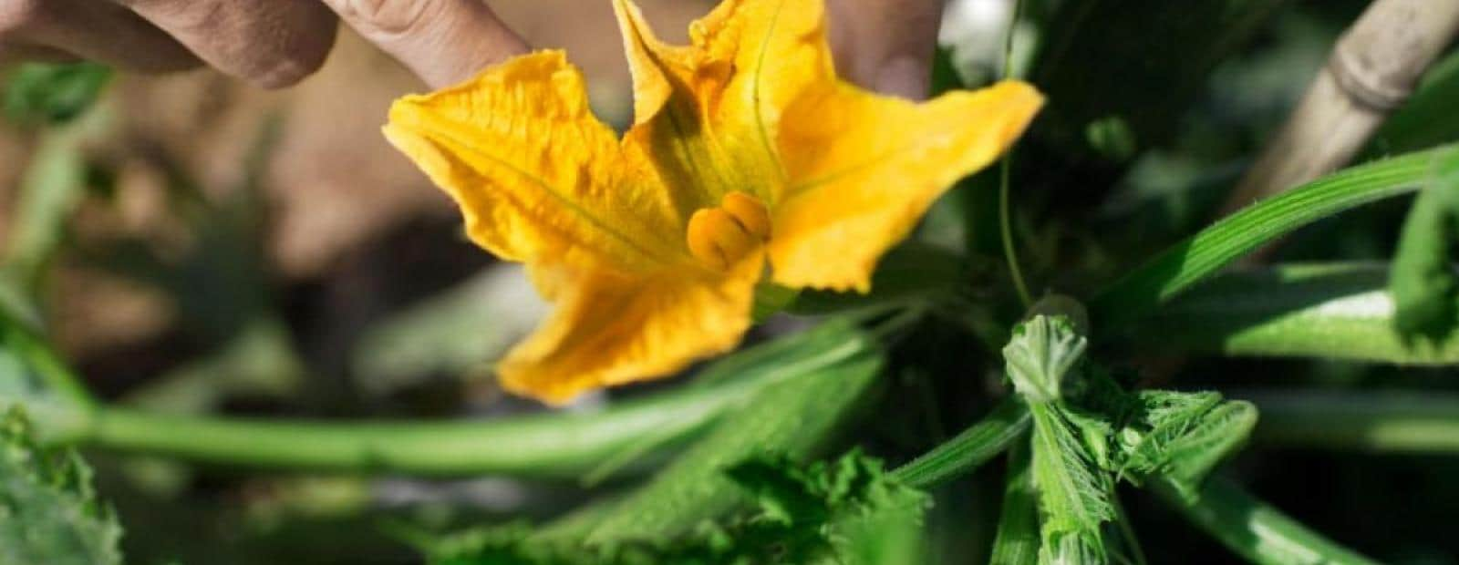 A person picking a yellow flower from a zucchini plant.