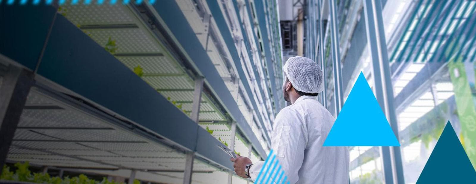 Man standing in vertical farm