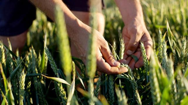 A man is picking wheat in a field.