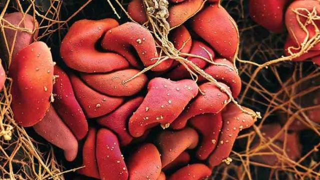 A bunch of red fruits hanging from a tree.