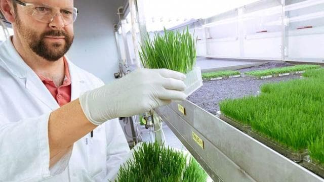 A man in a lab holding a green plant.