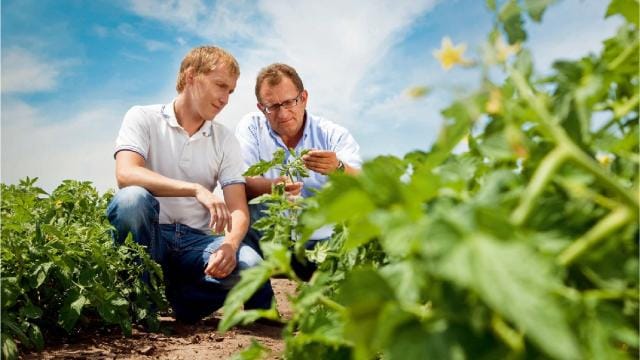 Two men in a field looking at plants.