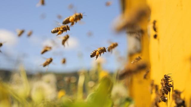 A group of bees flying in front of a yellow hive.