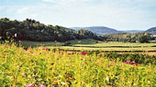 A field of flowers.