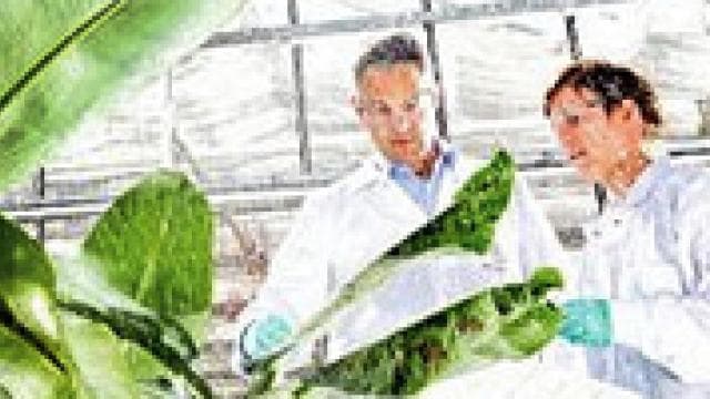 Two people in lab coats looking at banana plants.