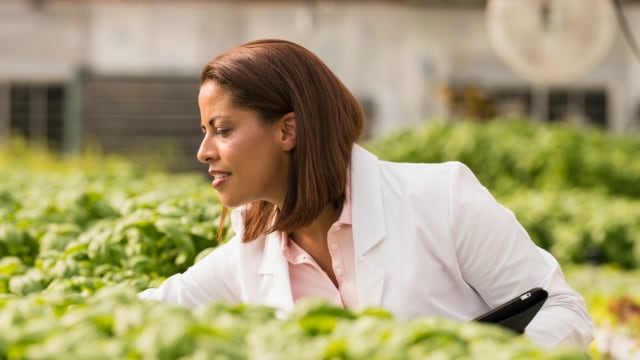 A woman in a white coat is looking at lettuce in a greenhouse.