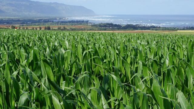 A field of corn with the ocean in the background.