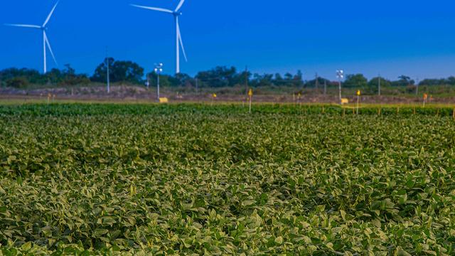 A field with wind turbines in the background.