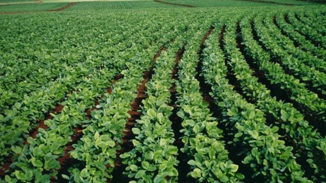 A field of green beans in a field.