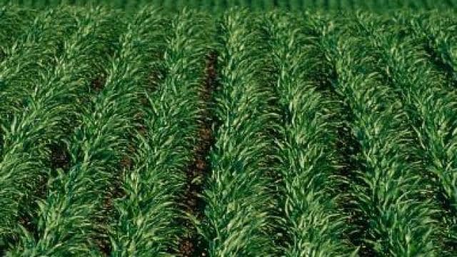 A field of corn in the middle of a blue sky.