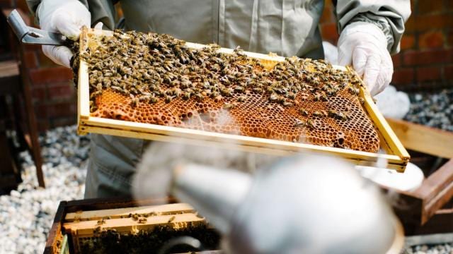 A beekeeper is holding a frame of bees.