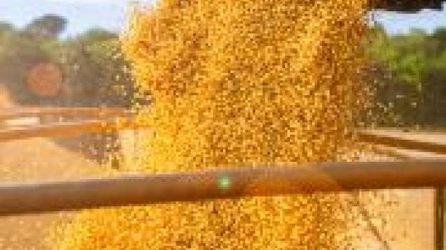 Grain being poured out of a truck in a field.