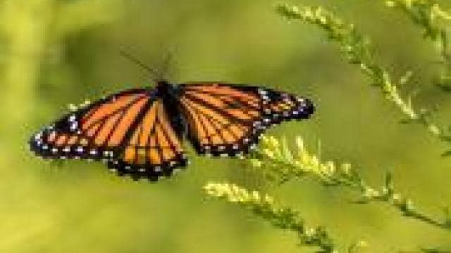 A monarch butterfly perched on a plant.