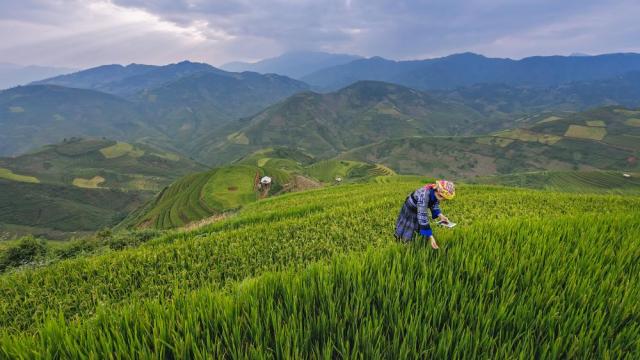 A man is working in a rice field with mountains in the background.