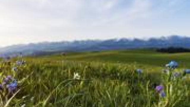 A grassy field with blue flowers and mountains in the background.