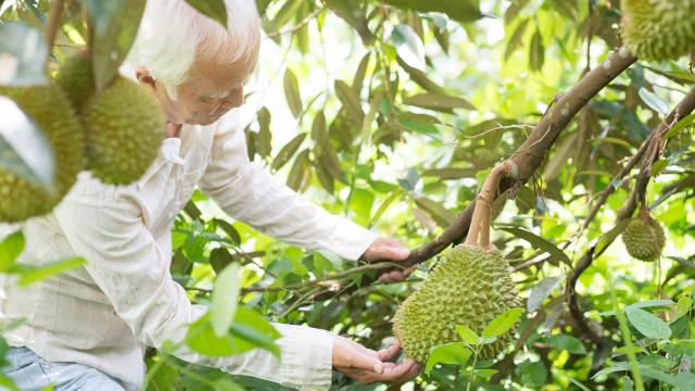 An older man picking a durian fruit from a tree.