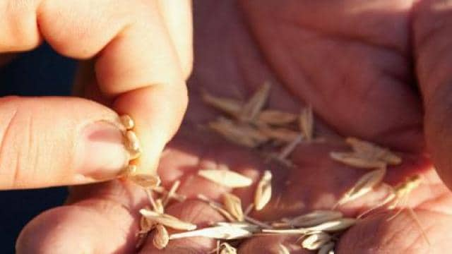 A person's hand holding a handful of grain.