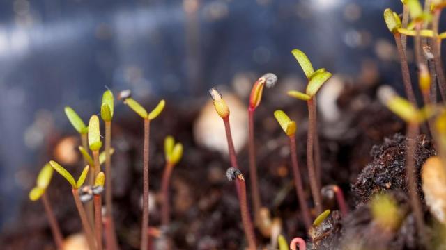 A close up of small sprouts growing in a pot.