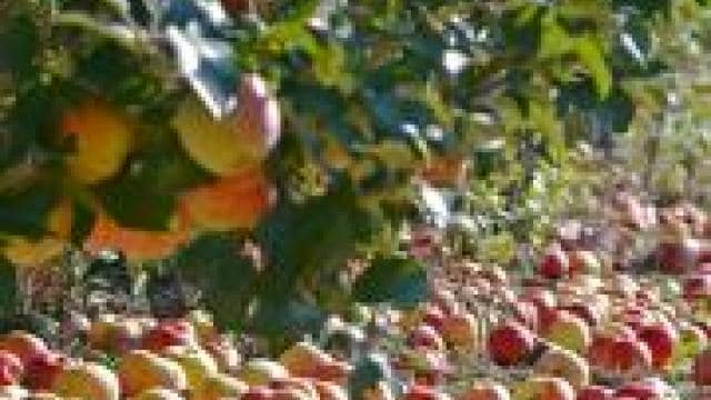 An apple orchard with a lot of apples laying on the ground.