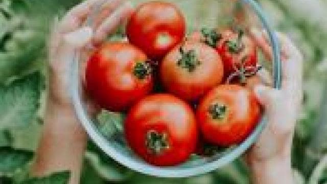 A woman holding a bowl of tomatoes in a greenhouse.