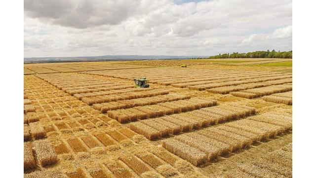 Plant Breeding Methods | Bayer Global