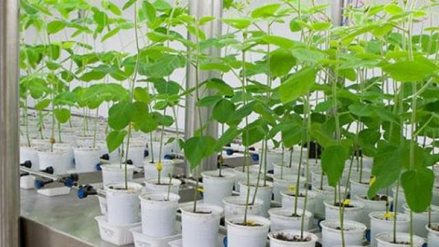 A greenhouse with plants growing in tubes.