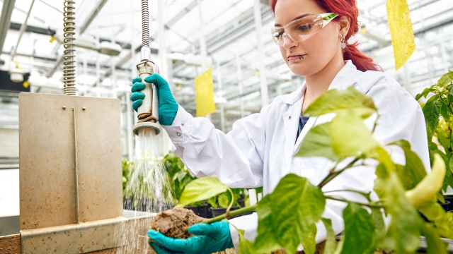 Bayer agronomist working with plant roots