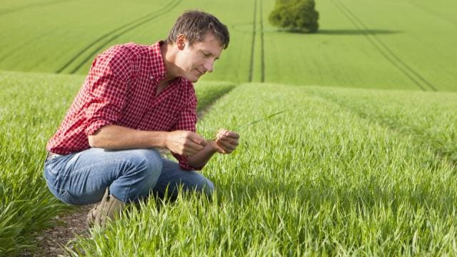 farmer-inspects-seedlings-cs