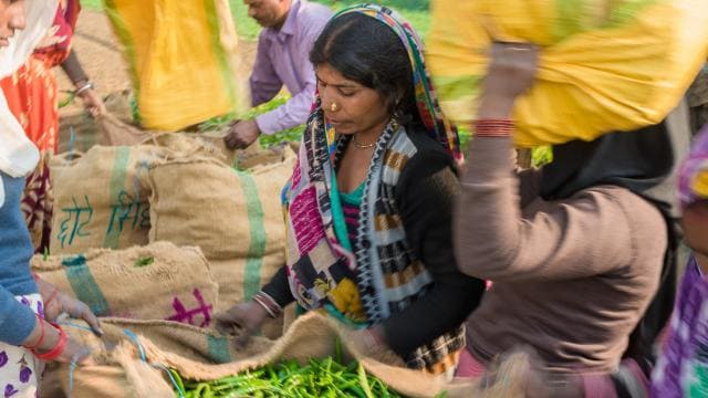 Smallholder Farmers | Bayer Global