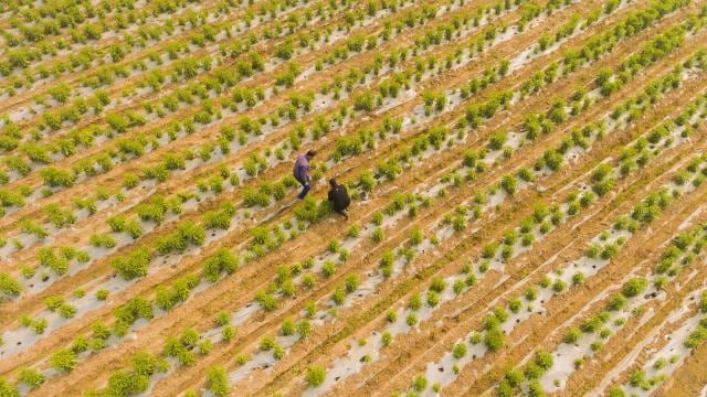 Farmer in Field