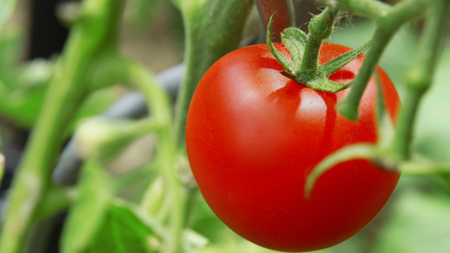 Ripe Tomato on Bush