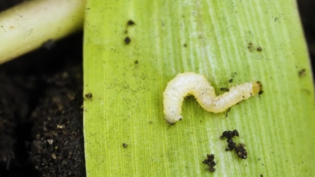 Corn Rootworm on a Leaf