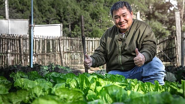 Vegetable garden