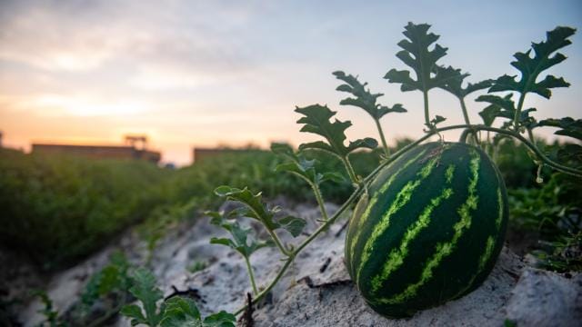 Melon in Field