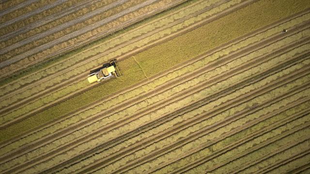 Rice Harvest