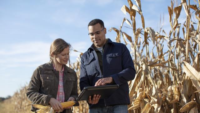 Two people using a tablet in a corn field