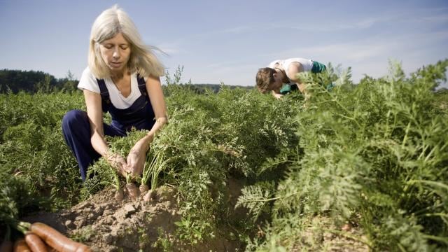 woman harvesting carrots