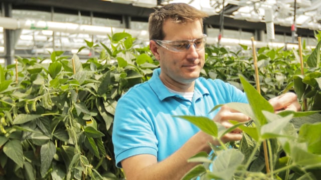 Researcher inspecting soybeans