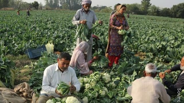 Farmers in field