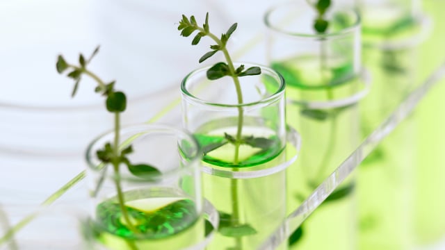 Plants in a test tube