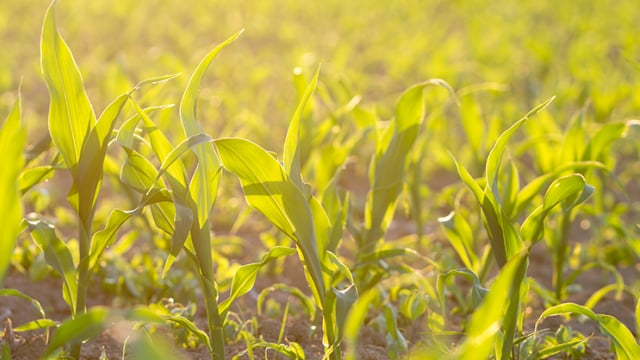 Young plant growing in a field