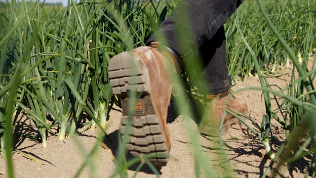 A farmer walking through his field