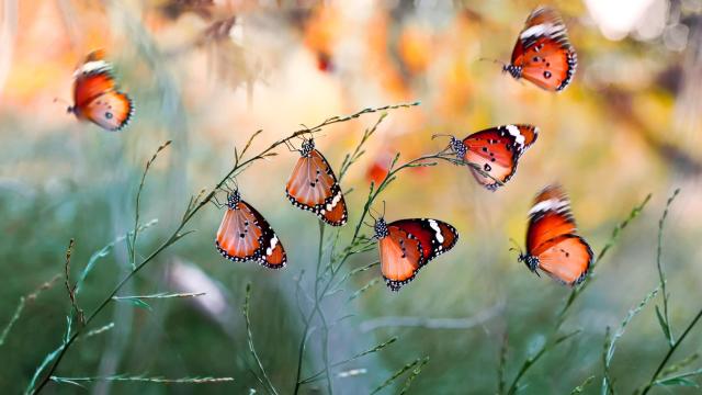 Butterflies on the grass